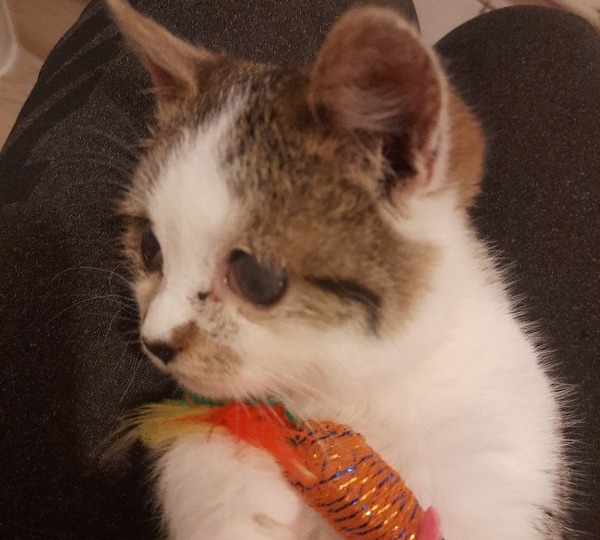Esmeralda
