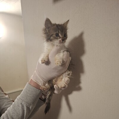MINIE