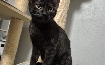 CASSI
